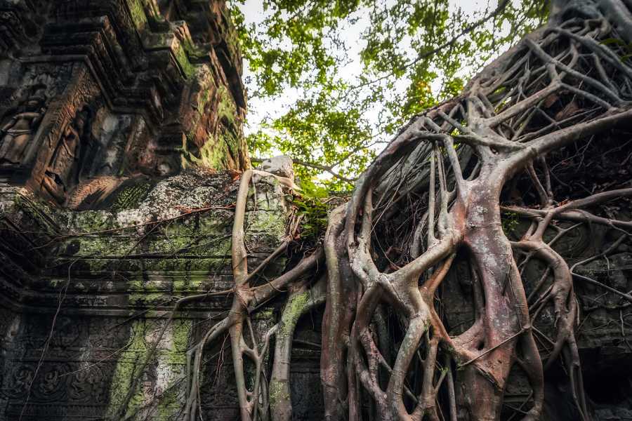 Ghé thăm các ngôi đền ngoại vi: Ta Prohm và Bayon
